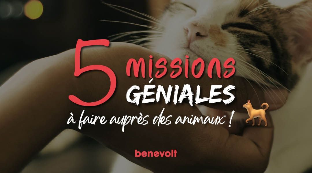 5 missions de bénévolat idéales pour les amoureux des animaux