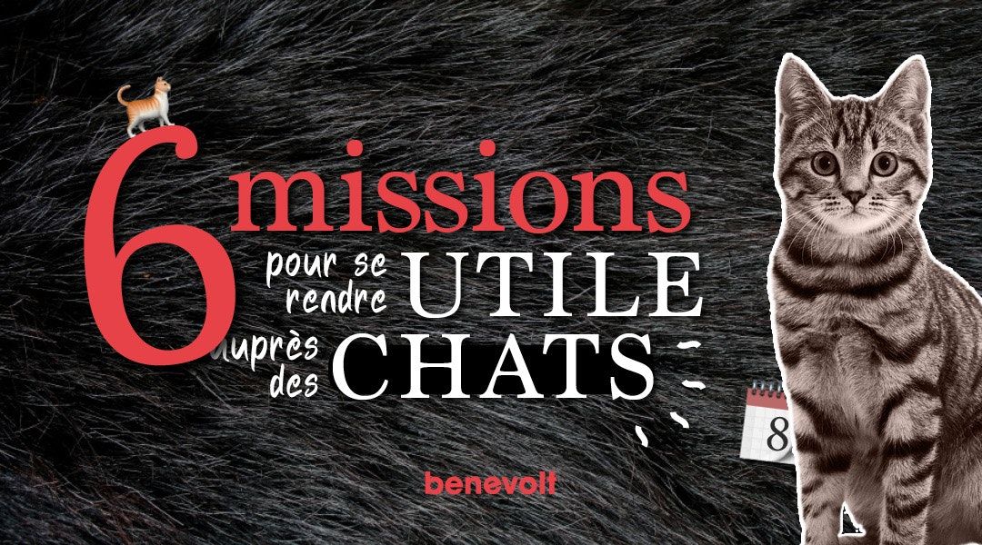 Journée mondiale du chat : 6 missions auprès des félins pour s’engager dans la cause animale