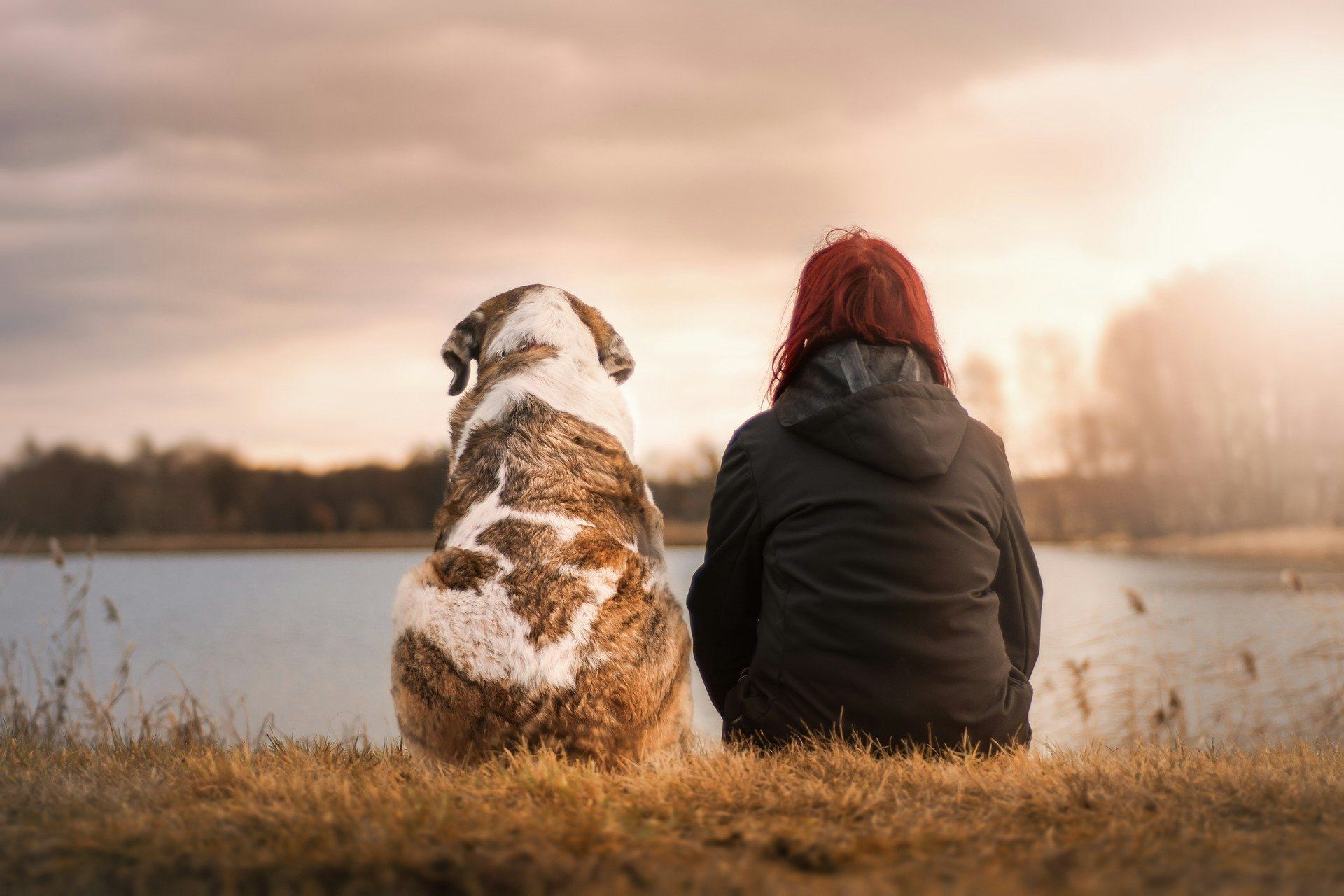 animal retraite adopter